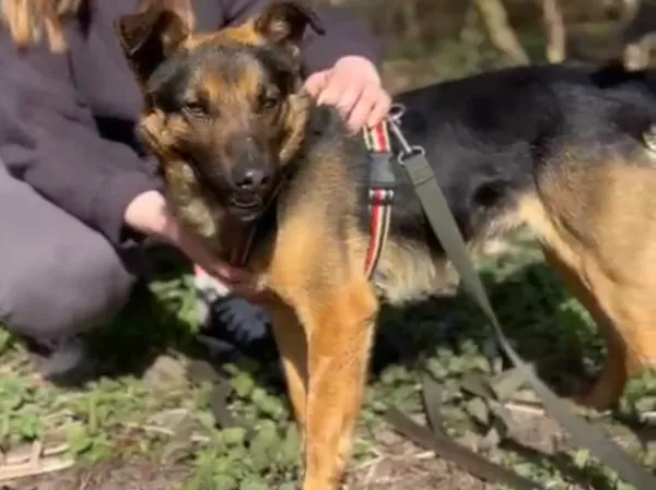 Pies do adopcji, Głowno, 13 marca 2025 (3/5)