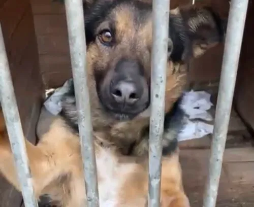 Pies do adopcji, Głowno, 13 marca 2025 (4/5)