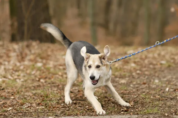 Pies do adopcji, Elbląg, 13 marca 2025 (3/5)