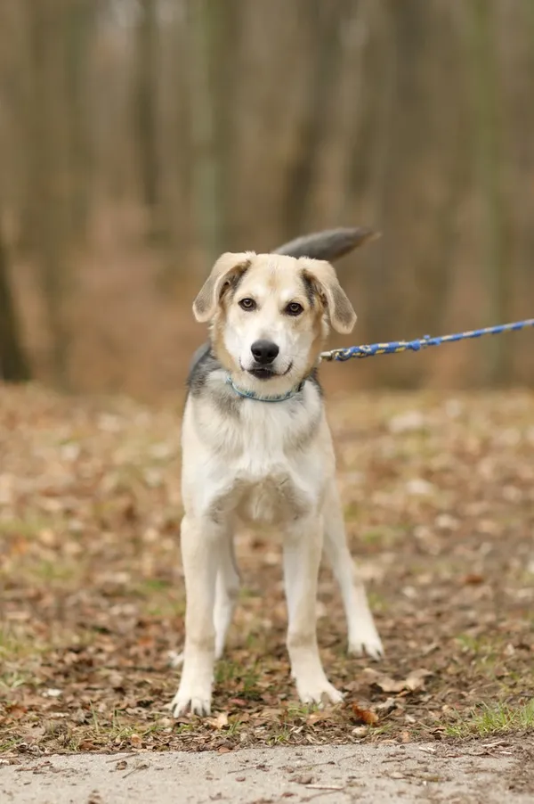 Pies do adopcji, Elbląg, 13 marca 2025 (4/5)