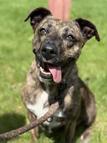 Pies do adopcji, Kraków, 27 lutego 2025 (3/5)