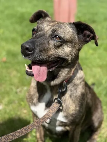 Pies do adopcji, Kraków, 27 lutego 2025 (4/5)