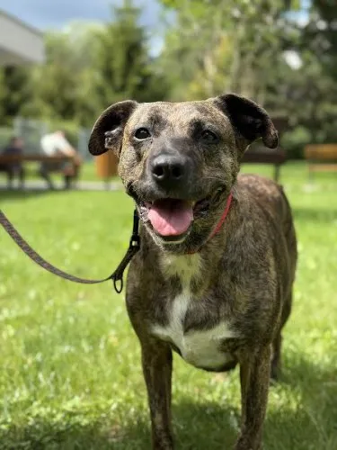 Pies do adopcji, Kraków, 27 lutego 2025 (5/5)