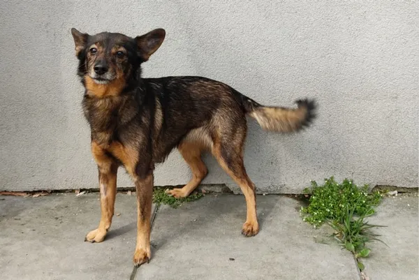 Pies do adopcji, Kraków, 27 lutego 2025 (1/2)