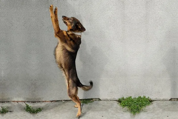 Pies do adopcji, Kraków, 27 lutego 2025 (2/2)