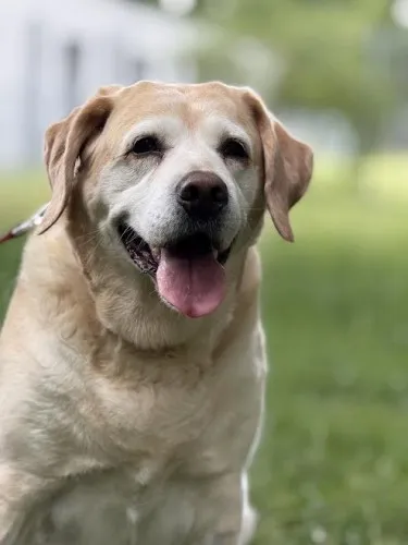 Pies do adopcji, Kraków, 27 lutego 2025 (1/5)