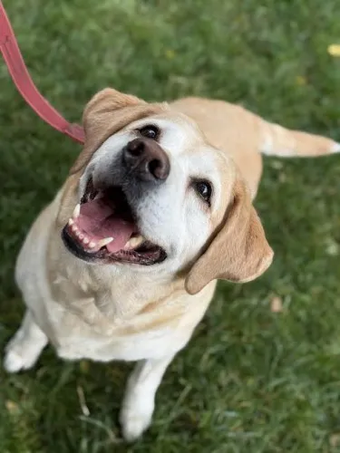 Pies do adopcji, Kraków, 27 lutego 2025 (2/5)