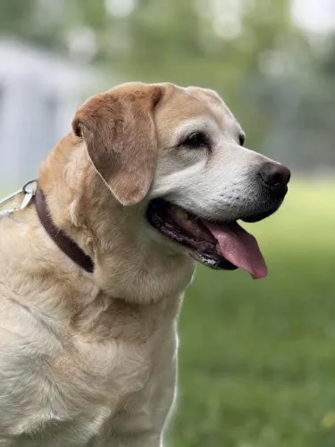 Pies do adopcji, Kraków, 27 lutego 2025 (4/5)