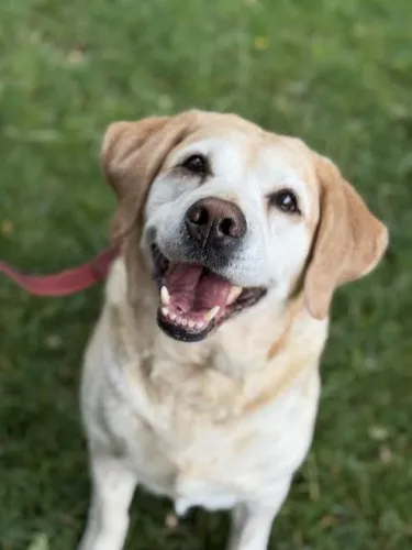 Pies do adopcji, Kraków, 27 lutego 2025 (5/5)