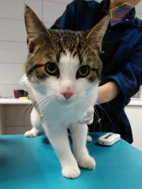 Znaleziono kota, Szczecin, 14 marca 2025 (1/2)