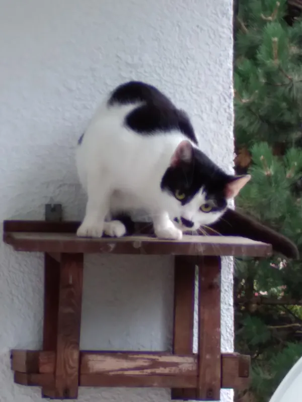 Zaginął kot, Łódź, Łódź-Śródmieście, 14 marca 2025