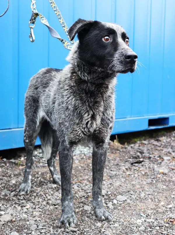 Znaleziono psa, Łódź, 13 marca 2025 (2/5)