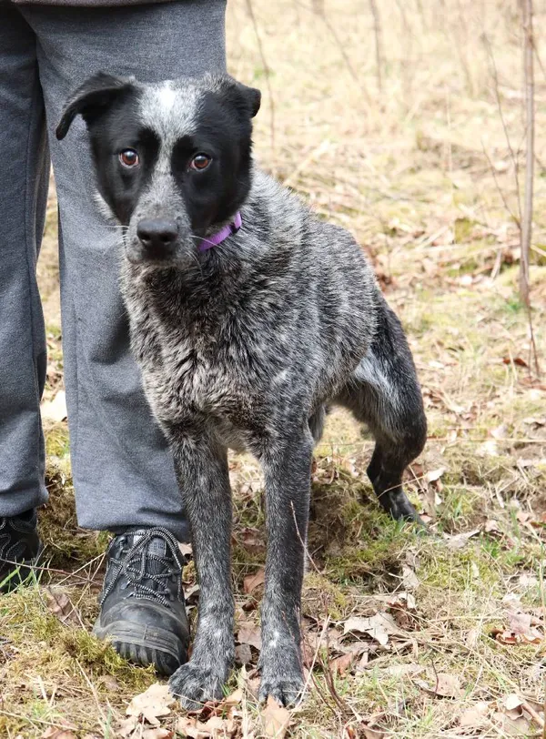 Znaleziono psa, Łódź, 13 marca 2025 (3/5)