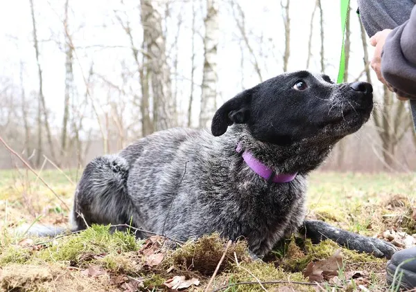 Znaleziono psa, Łódź, 13 marca 2025 (5/5)