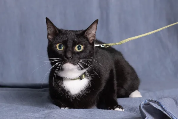 Kot do adopcji, Gdańsk, 14 marca 2025