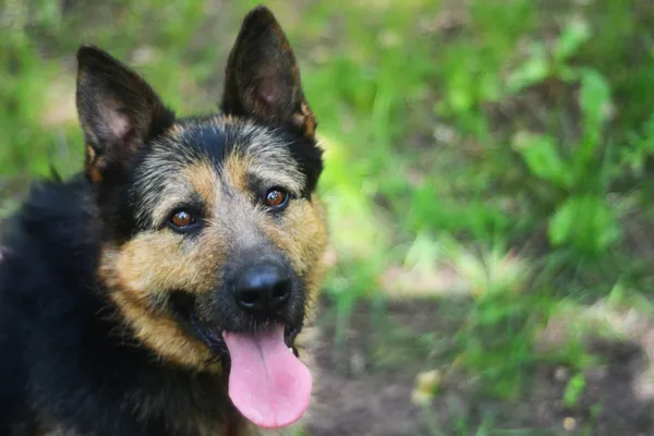 Pies do adopcji, Milanówek, 3 czerwca 2025 (1/5)