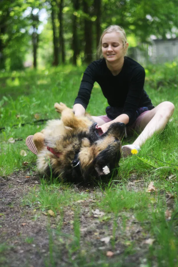 Pies do adopcji, Milanówek, 3 czerwca 2025 (3/5)