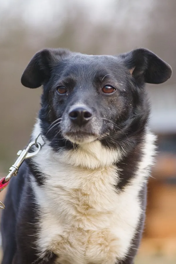 Pies do adopcji, Zgierz, 14 marca 2025 (2/5)