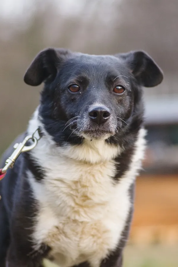 Pies do adopcji, Zgierz, 14 marca 2025 (3/5)