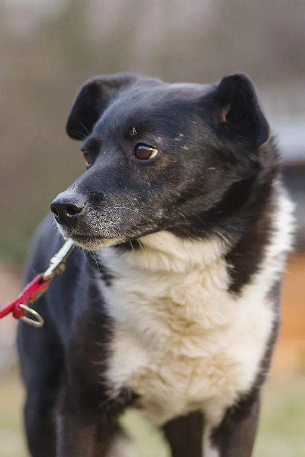 Pies do adopcji, Zgierz, 14 marca 2025 (4/5)