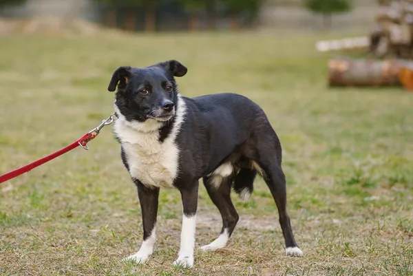 Pies do adopcji, Zgierz, 14 marca 2025 (5/5)