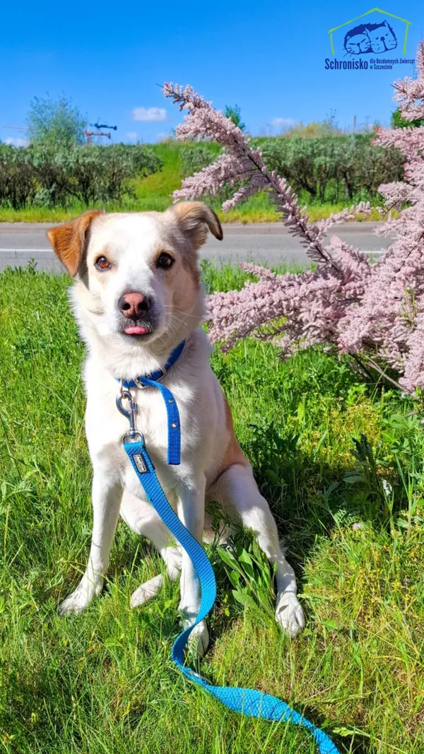 Pies do adopcji, Szczecin, 14 marca 2025 (2/2)