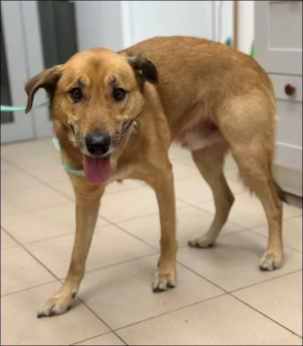 Znaleziono psa, Grudziądz, 14 marca 2025