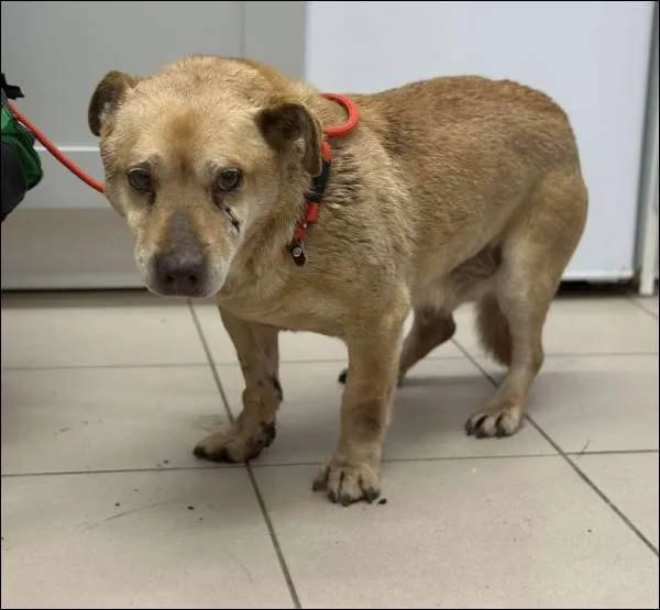 Znaleziono psa, Grudziądz, 14 marca 2025