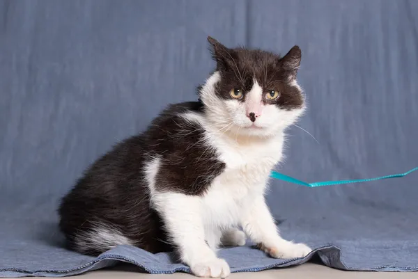 Kot do adopcji, Gdańsk, 21 marca 2024