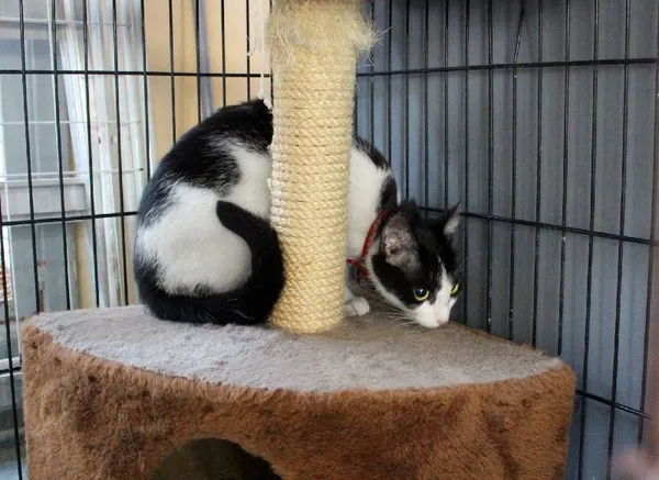 Znaleziono kota, Łódź, 15 marca 2025 (1/5)