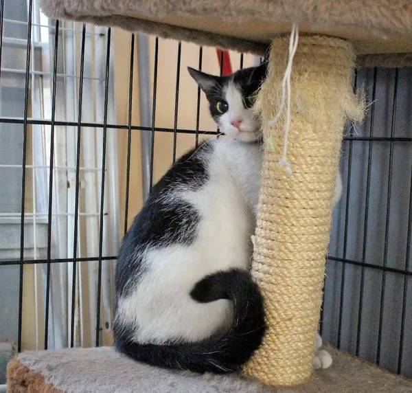 Znaleziono kota, Łódź, 15 marca 2025 (2/5)