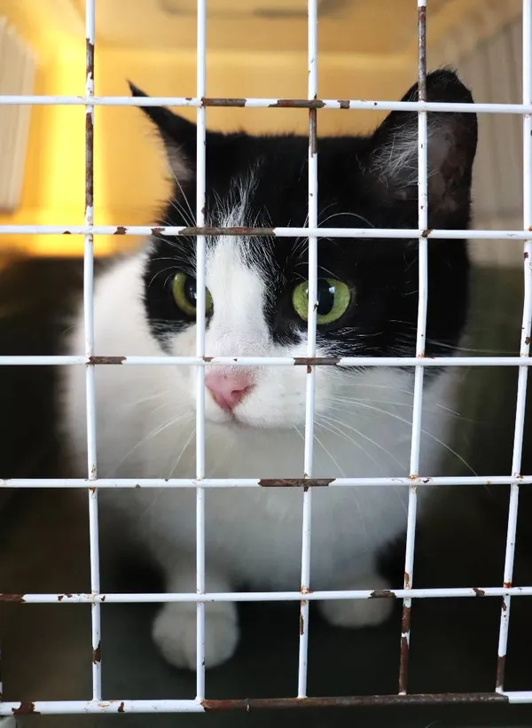 Znaleziono kota, Łódź, 15 marca 2025 (5/5)