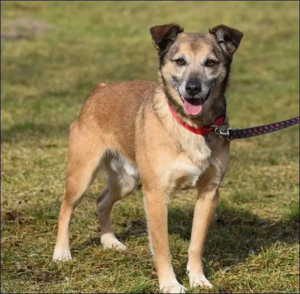 Znaleziono psa, Grudziądz, 23 stycznia 2022