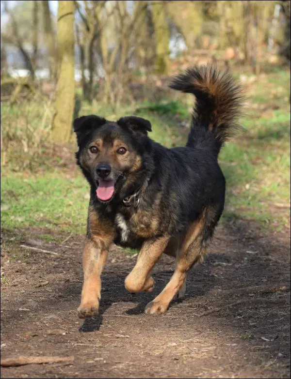 Znaleziono psa, Grudziądz, 1 grudnia 2024