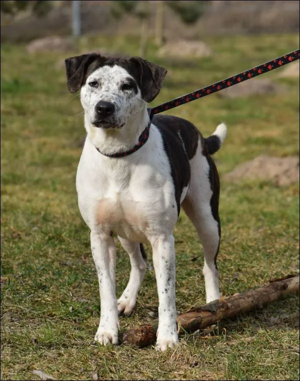Znaleziono psa, Grudziądz, 7 grudnia 2024