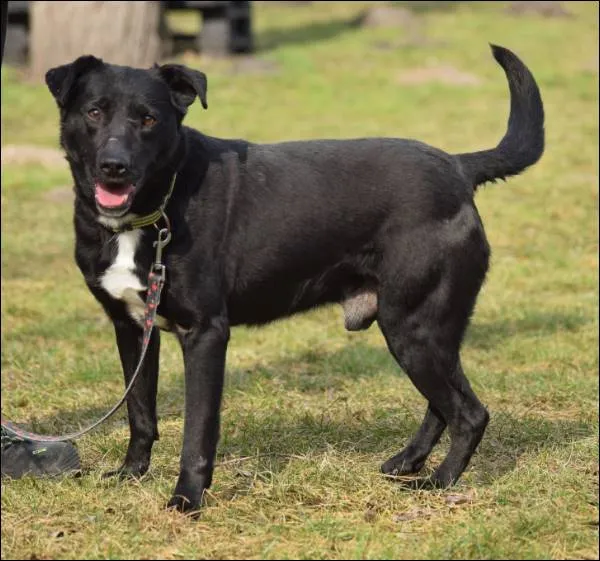 Znaleziono psa, Grudziądz, 31 października 2024
