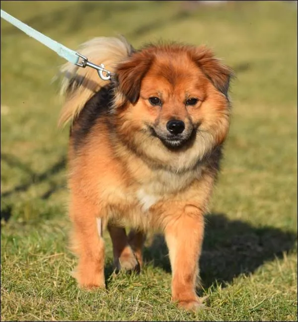 Znaleziono psa, Grudziądz, 28 stycznia 2025