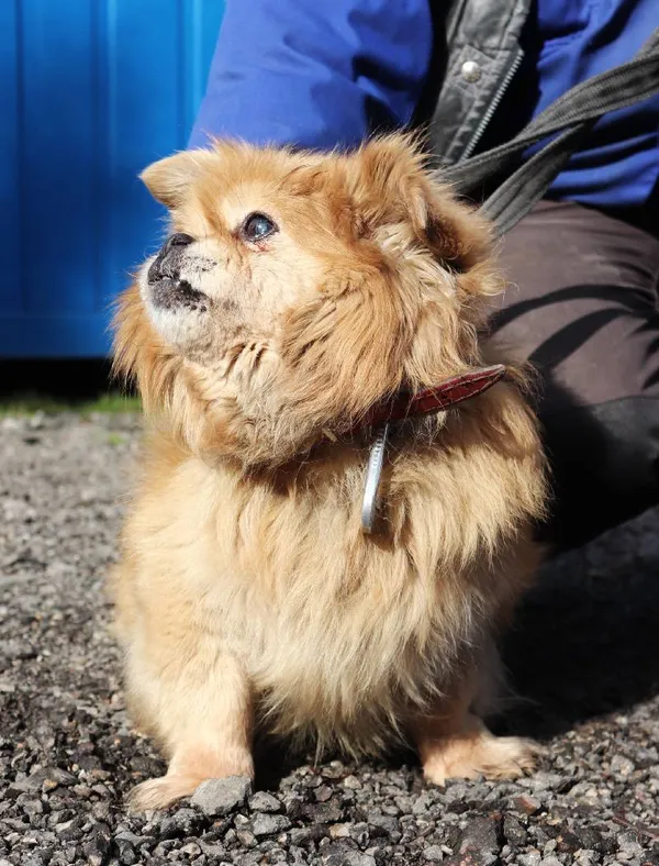 Znaleziono psa, Łódź, 14 marca 2025 (3/5)