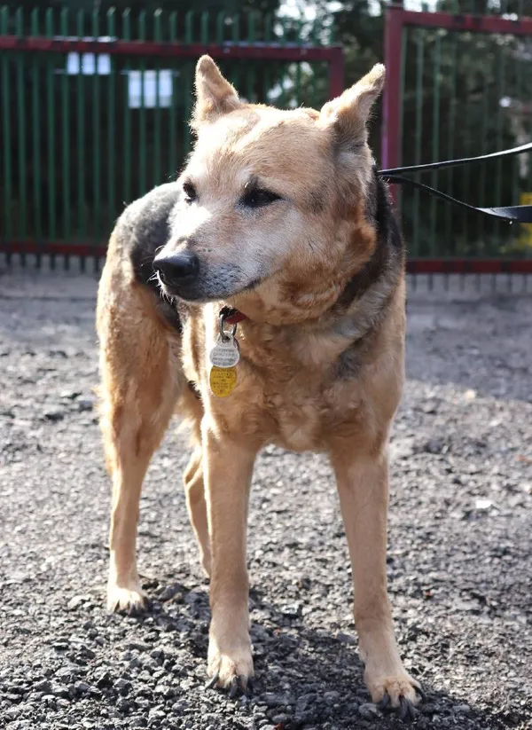 Znaleziono psa, Łódź, 14 marca 2025 (1/5)