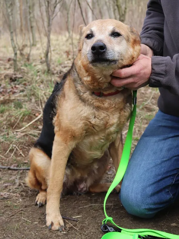 Znaleziono psa, Łódź, 14 marca 2025 (4/5)