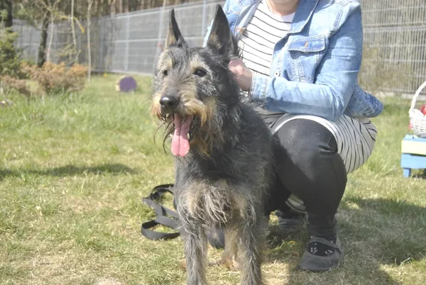 Pies do adopcji, Piła, 11 czerwca 2022 (1/5)