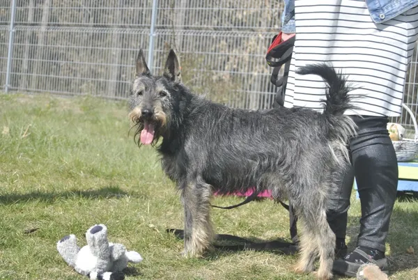 Pies do adopcji, Piła, 11 czerwca 2022 (2/5)