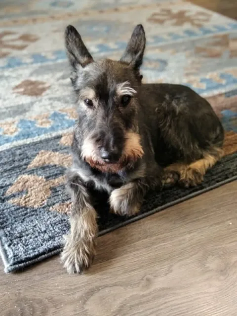 Pies do adopcji, Piła, 11 czerwca 2022 (4/5)