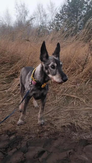 Pies do adopcji, Piła, 11 czerwca 2022 (5/5)