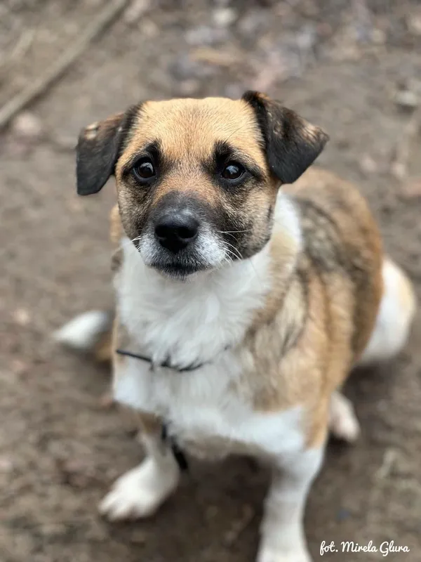 Pies do adopcji, Bydgoszcz, 5 kwietnia 2025 (2/5)