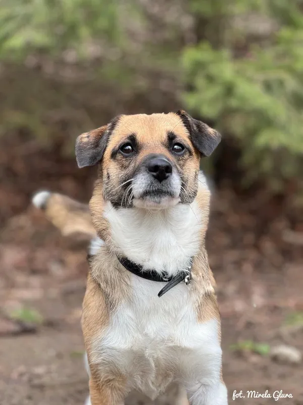 Pies do adopcji, Bydgoszcz, 5 kwietnia 2025 (4/5)