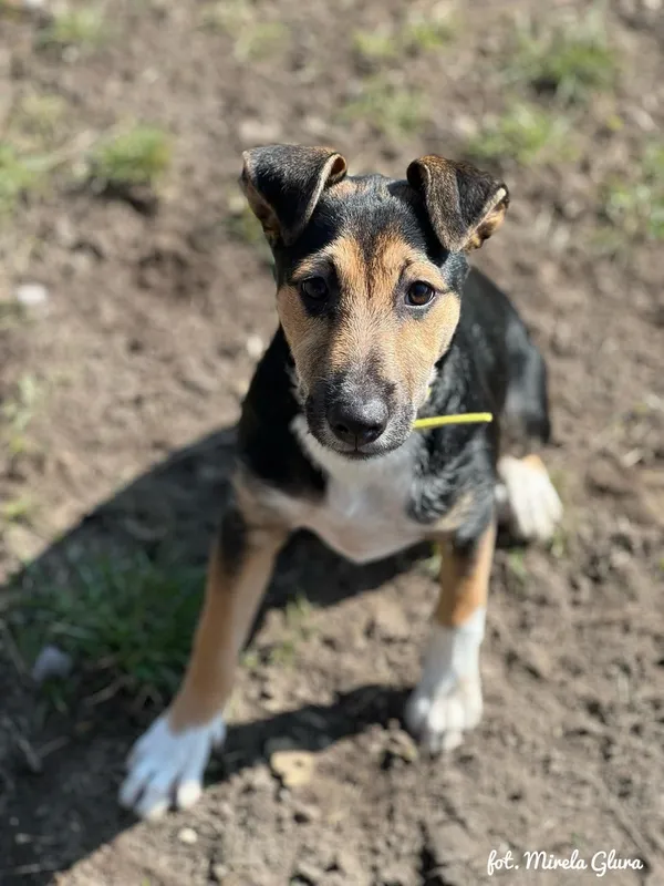 Pies do adopcji, Bydgoszcz, 16 marca 2025 (1/4)