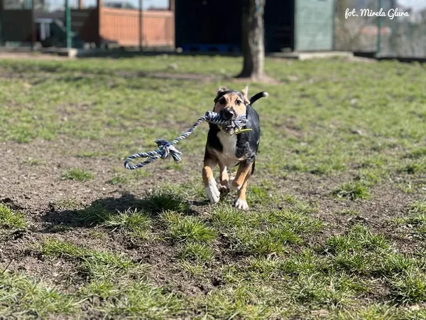 Pies do adopcji, Bydgoszcz, 16 marca 2025 (2/4)