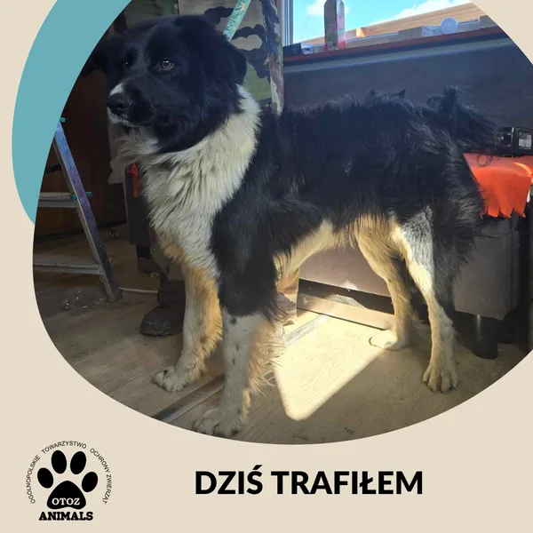 Znaleziono psa, Dąbrówka, 15 marca 2025