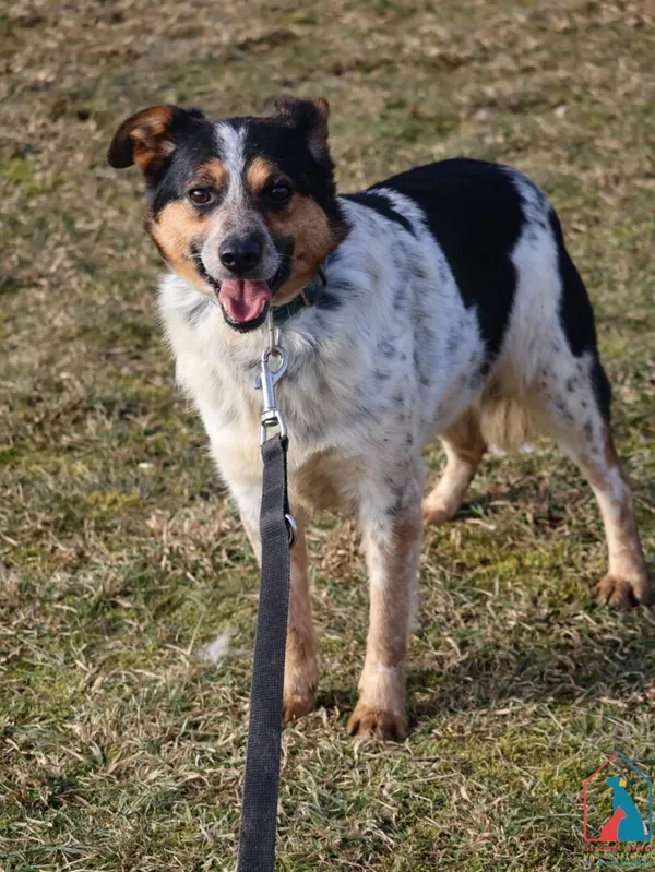 Pies do adopcji, Grudziądz, 2 lutego 2022 (1/5)